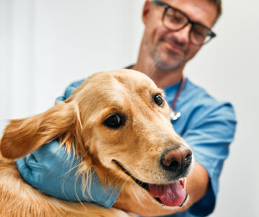 Hond mee naar de baas