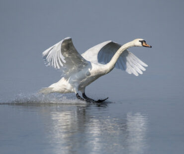 Toch zachtere start handhaving op schijnzelfstandigheid